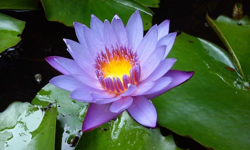 燥狂症怎么控制-如何与燥狂症病人相处网 - 如何跟狂躁症病人说话,如何与燥狂症病人相处呢